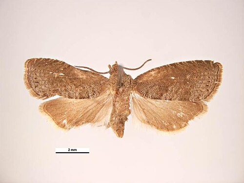 oriental fruit moth